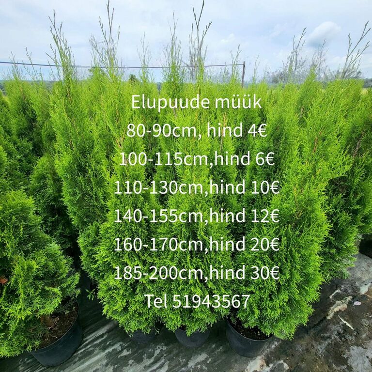 Elupuud Smaragd, potis kasvatatud taimed, 80-90cm