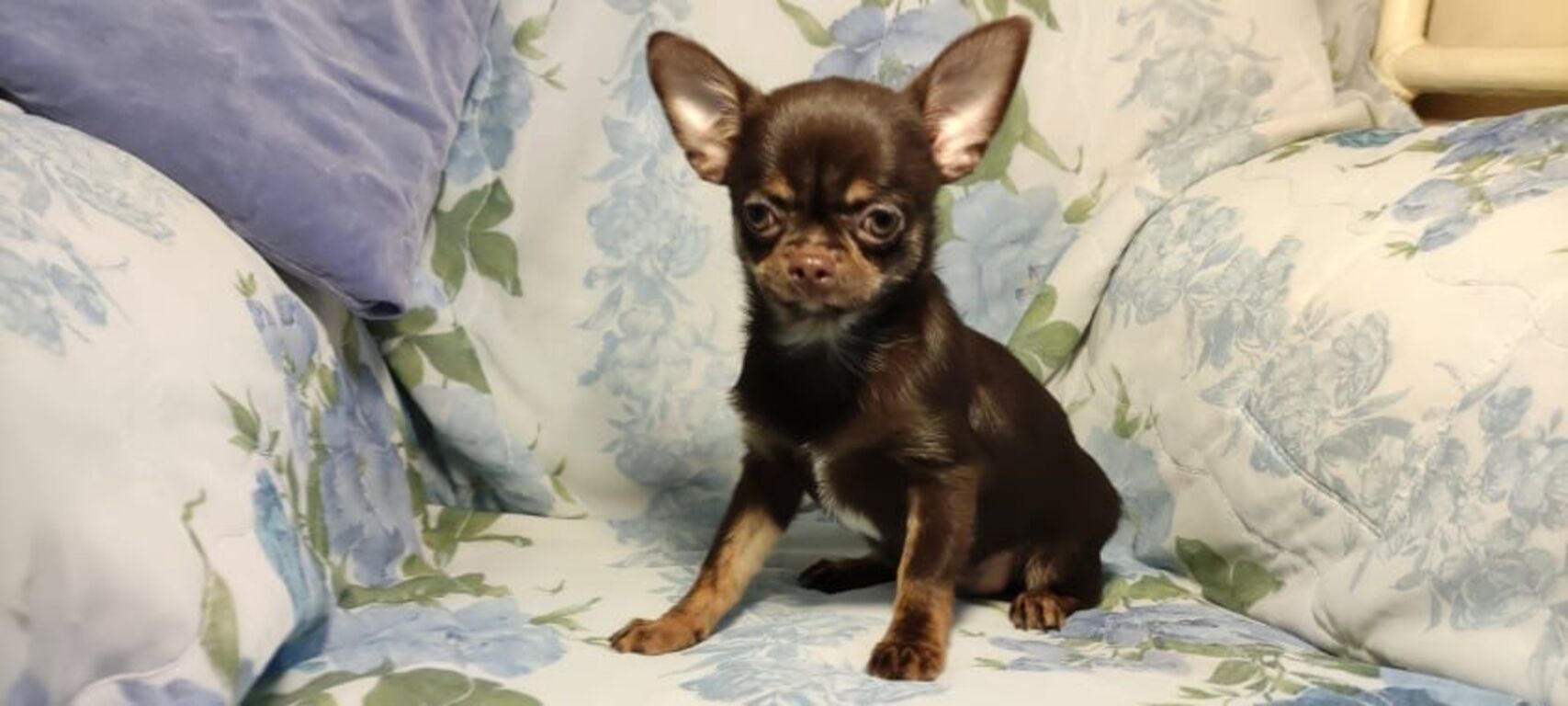 Isane  Chihuahua kutsikas TOBBY