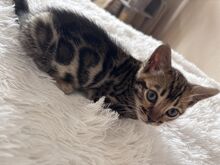 Бенгальские котята