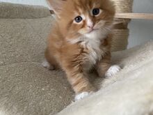 MAINE COON KASSIPOJAD