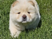 Chow chow kutsikad