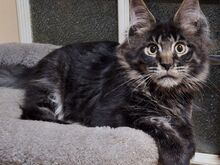 Maine Coon kassipojad
