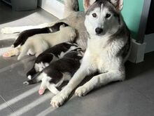 Siberi husky