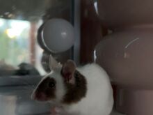 Kääbushiired