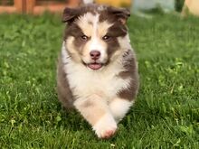 Aussie Siberian F1 kutsikad