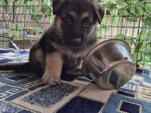 Щенки восточноевропейской овчарки с документами