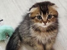 Скоттиш-фолд