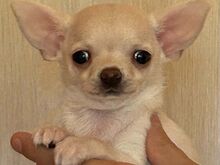 Chihuahua kutsikad