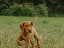Ungari lühikarvalise linnukoera kutsikad (vizsla)