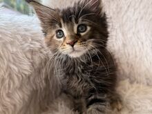 Maine Coon tõugu emased kassipojad