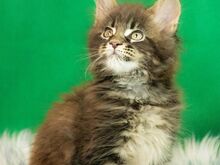 MAINE COON KASSIPOJAD