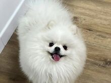 Pomeranian kutsikas