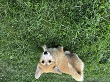 Pembroke Welsh Corgi
