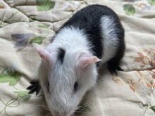 Merisiga