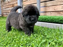 LEONBERGER