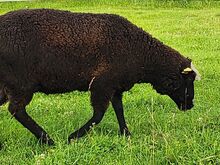 Jäärad