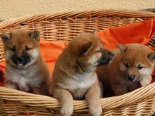 Shiba inu
