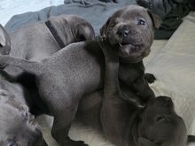 VALMIS KOHE KC Staffordshire'i bullterjer