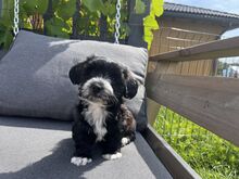 Imearmsad maltipoo poisid otsivad armastavat kodu!