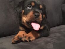 Rottweileri kutsikad