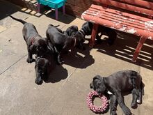 KIIRE!! Cane Corso tšempioni tõupuhtad kutsikad.