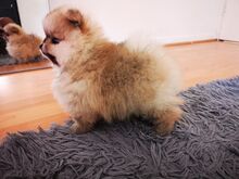 Pomeranian kutsikad