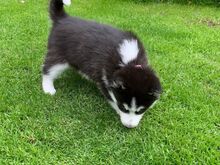 Siberi husky kutsikad