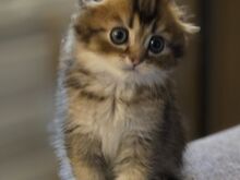 Scottish Fold