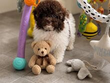 Toy  Puudel Arlekin
