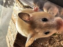 Hamster