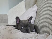 Prantsuse buldog