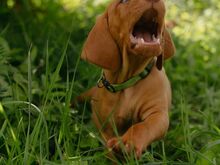 Ungari lühikarvalise linnukoera kutsikad (vizsla)