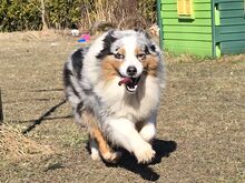 Aussie Siberian F1 kutsikad