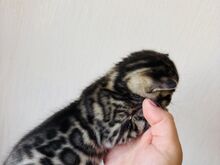 Бенгальские котята