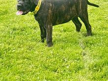 Cane Corso