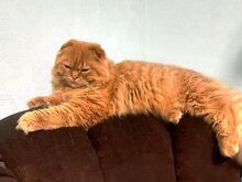 Шотландская вислоухая