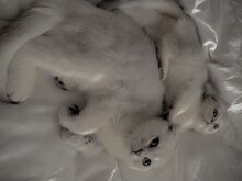 Scottish Fold kassipoeg