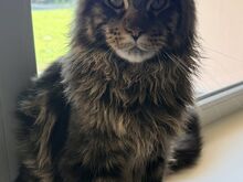 Maine Coon, poiss