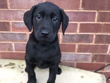Labradori retriiveri kutsikad