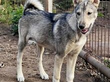 Läänesiberi laika