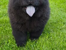 Chow chow kutsikas