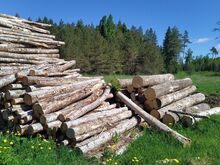 Kase-, kuuse-, männi- ja haavapalgid (3m pikkused)