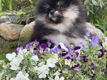 Müüa mini pomerian