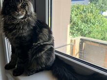 Maine Coon, poiss