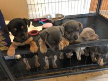 Jack Russelli kutsikad