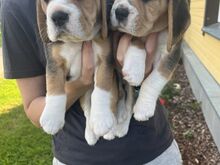 Beagle kutsikad