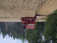 Massey Ferguson 186