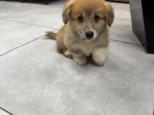 Welsh Corgi Pembroke