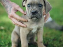 Cane Corso kutsikad