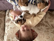 Jack Russelli tüdruk, Riia